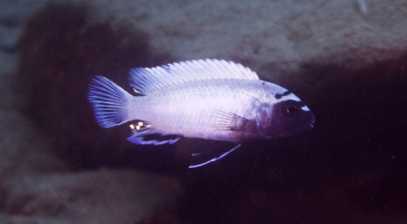 Pseudotropheus sp. 'polit' Lion's Cove